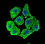 beta Actin Antibody in Immunocytochemistry (ICC/IF)