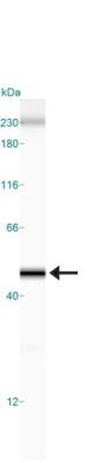 beta Actin Antibody in Western Blot (WB)