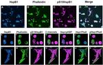 Phospho-HSP27 (Ser15) Antibody in Immunocytochemistry (ICC/IF)