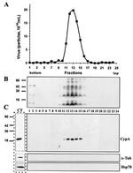 Cyclophilin A Antibody in Western Blot (WB)