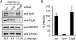 Furin Antibody in Western Blot (WB)