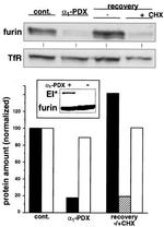 Furin Antibody in Western Blot (WB)