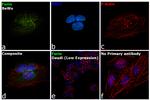 Furin Antibody in Immunocytochemistry (ICC/IF)