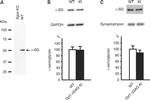 Synaptophysin Antibody in Western Blot (WB)