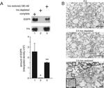 EGFR Antibody in Western Blot (WB)