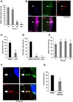 EGFR Antibody in Immunocytochemistry (ICC/IF)