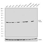 beta Actin Antibody in Western Blot (WB)