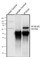 NFkB p65 Antibody in Immunoprecipitation (IP)