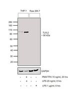 TLR2 Antibody