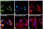 TIM-1 Antibody