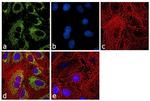 beta Actin Antibody in Immunocytochemistry (ICC/IF)