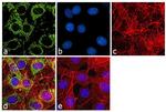 beta Actin Antibody in Immunocytochemistry (ICC/IF)