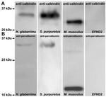 Parvalbumin Antibody in Western Blot (WB)