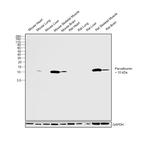 Parvalbumin Antibody