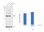 PSMB5 Antibody in Western Blot (WB)