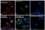 Myc Tag Antibody in Immunocytochemistry (ICC/IF)