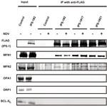 DYKDDDDK Tag Antibody in Western Blot (WB)