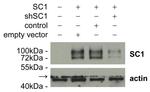 DYKDDDDK Tag Antibody in Western Blot (WB)