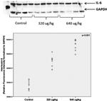 GAPDH Antibody in Western Blot (WB)