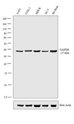 GAPDH Antibody in Western Blot (WB)