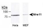 MRE11 Antibody in Western Blot (WB)