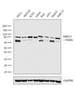 MRE11 Antibody in Western Blot (WB)