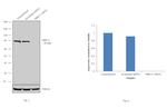 MRE11 Antibody in Western Blot (WB)