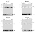 Calreticulin Antibody