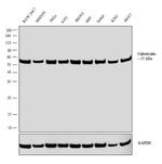 Calreticulin Antibody in Western Blot (WB)