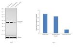 Calreticulin Antibody in Western Blot (WB)