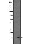 IL-13 Antibody in Western Blot (WB)