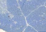 CD206 Antibody in Immunohistochemistry (Paraffin) (IHC (P))