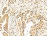 NOD2 Antibody in Immunohistochemistry (Paraffin) (IHC (P))