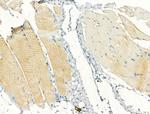 Phospho-eNOS (Ser1177) Antibody in Immunohistochemistry (Paraffin) (IHC (P))