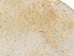 Phospho-eNOS (Ser1177) Antibody in Immunohistochemistry (Paraffin) (IHC (P))