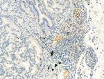 Phospho-eNOS (Ser1177) Antibody in Immunohistochemistry (Paraffin) (IHC (P))