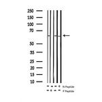 Phospho-SMAD1 (Ser187) Antibody in Western Blot (WB)