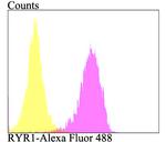 RyR1 Antibody in Flow Cytometry (Flow)