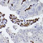 Properdin Antibody in Immunohistochemistry (Paraffin) (IHC (P))