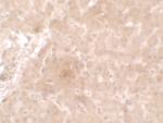 APOE Antibody in Immunohistochemistry (Paraffin) (IHC (P))