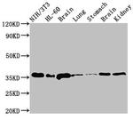 c-Jun Antibody in Western Blot (WB)