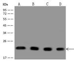 PARK7 Antibody in Western Blot (WB)