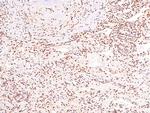 Phospho-Caveolin 2 (Ser36) Antibody in Immunohistochemistry (Paraffin) (IHC (P))