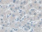 VCP Antibody in Immunohistochemistry (Paraffin) (IHC (P))