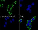 CD116 Antibody in Immunocytochemistry (ICC/IF)