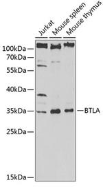 BTLA Antibody in Western Blot (WB)