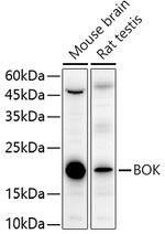 BOK Antibody in Western Blot (WB)