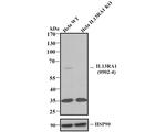 IL13RA1 Antibody in Western Blot (WB)