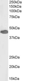 PAX3 Antibody in Western Blot (WB)