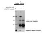 ERK3 Antibody in Immunoprecipitation (IP)